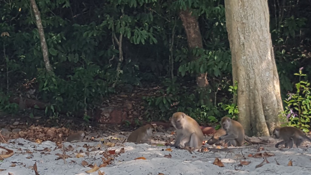 The trash monkeys of Pangkor. I took this photo on our first day on the island, shortly after the alpha male of the pack stole our chips away.